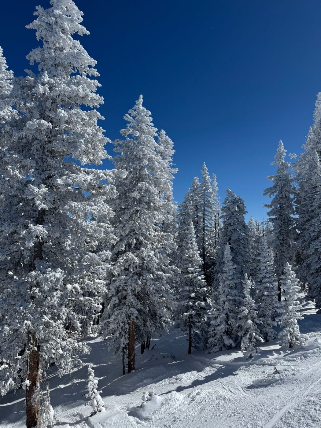 Snow-covered pines under a deep blue sky